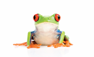 Frog3